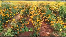 Farmers in India destroy flower crops due to lack of demand under COVID-19 lockdown