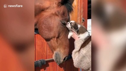 Tiny puppy meets horse and become instant best friends