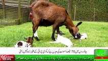 Sheep Goat Grazing vs Stall Feeding_ Livestock Farming _بھیڑبکریوں کوچرائی کےبغی_HIGH