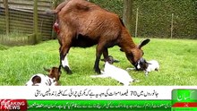 Sheep Goat Grazing vs Stall Feeding_ Livestock Farming _بھیڑبکریوں کوچرائی کےبغی_HIGH