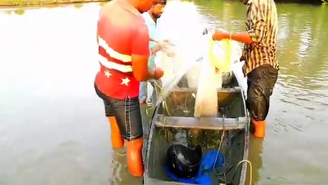 ചെമ്മീൻ കെട്ടു വറ്റിച്ചു മീൻ പിടുത്തം... part - 2(360P)