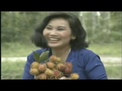 Hài Kinh Điển Thanh Hằng - Hữu Châu - Hài Kịch Tình Đẹp Mùa Chôm Chôm