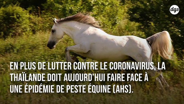 En plus du Covid-19, la Thaïlande redouble d'efforts pour lutter contre une épidémie de peste équine