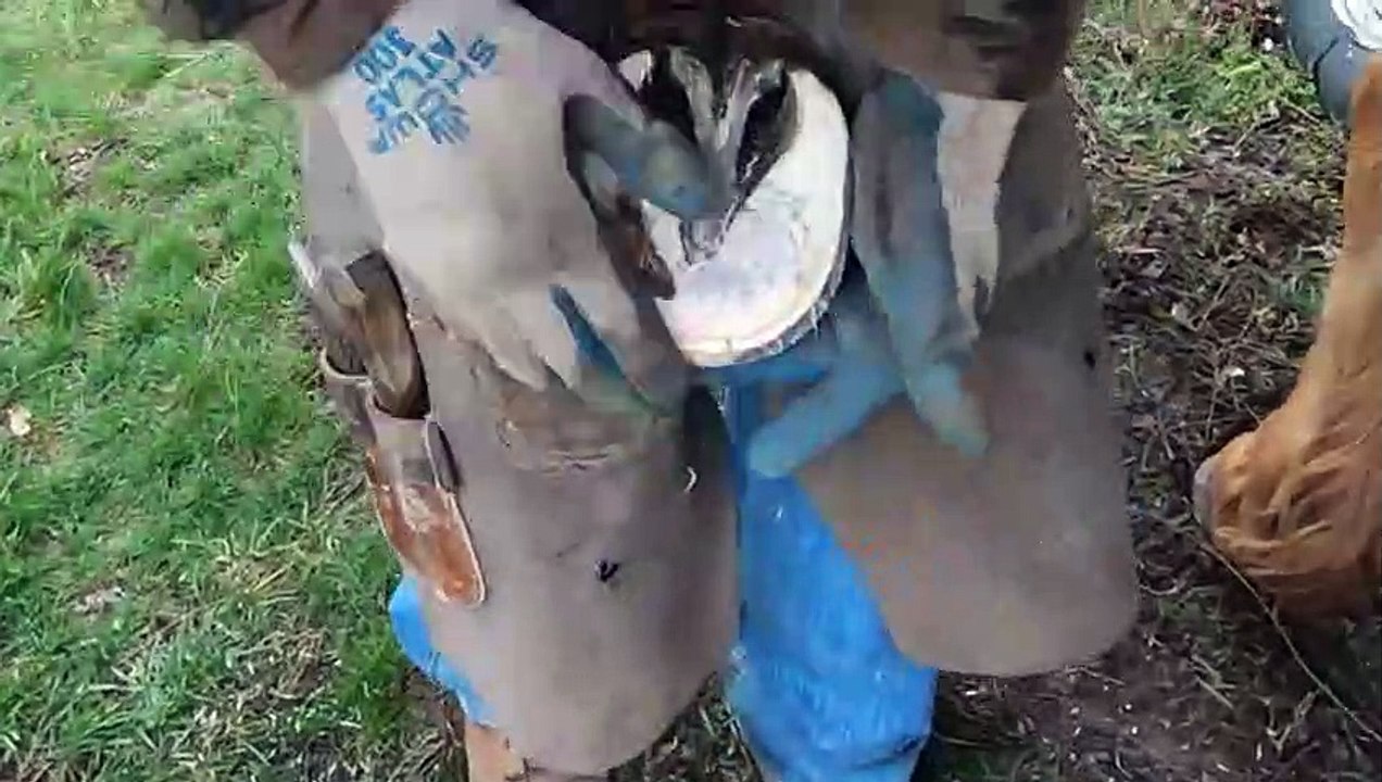 Changer les fers d'un cheval : il enlève de la corne à la râpe !