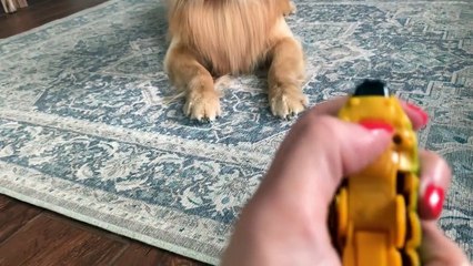 Mon chien réagit à la souris géante