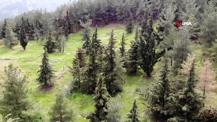 Koparma cezası 73 bin lira olan 'Manisa Lalesi' popülasyonunda bu yıl artış gözlendi