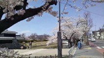 松本城と桜　MATSUMOTO CASTLE   CHERRY BLOSSOMS