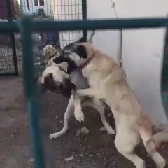 1 KAFESTE 2 ASLAN YANLIS ANLASILMA - ANATOLiAN SHEPHERD DOGS