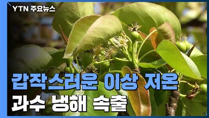 갑작스러운 이상 저온...과수 냉해 속출 / YTN