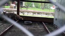 Eve giren tilki bakıma alındı