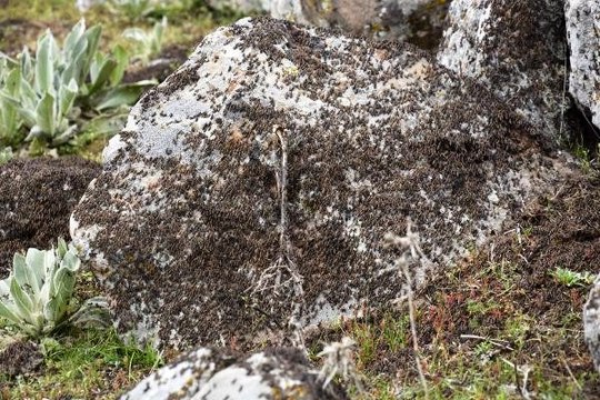 Geldi, geliyor derken Şanlıurfa'nın Siverek ilçesinde bir mahalleyi çekirgeler istila etti