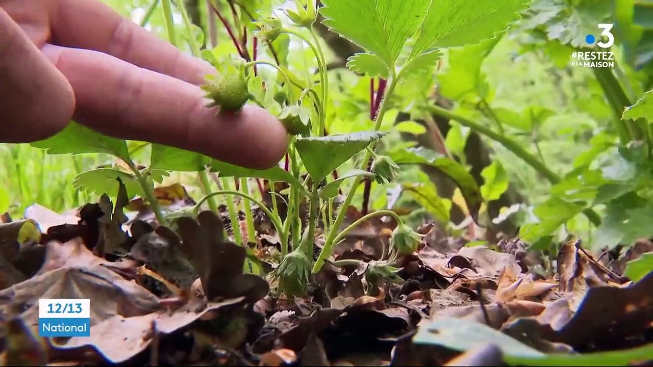 Coronavirus : dans une cabane ou au château, le bonheur des confinés