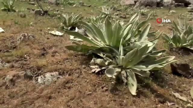 Siverek'te çekirge istilası...Yüz binlerce yavru çekirge ortaya çıktı