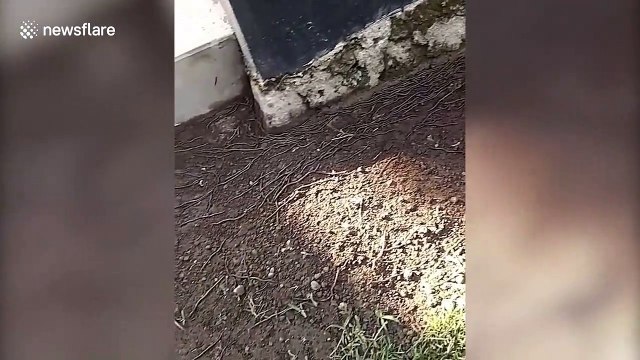 Hundreds of earthworms emerge from soil due to disinfectants sprayed to against coronavirus in Indonesia