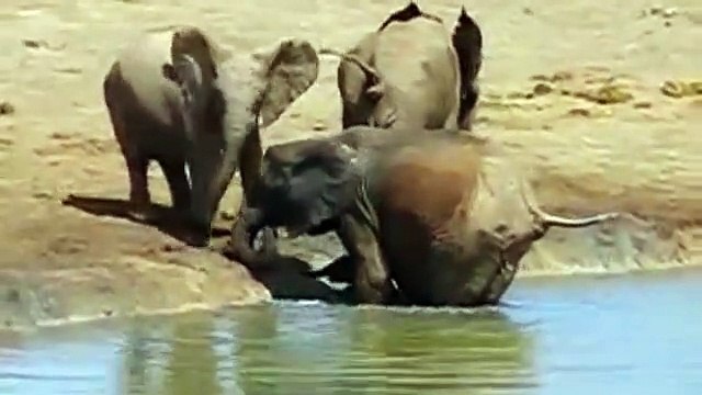 Baby Elephant ,rescued., Elephants rescue ,Elephants from, Animal Attack, Animals save ,another Animals