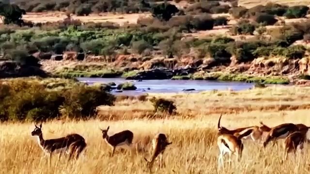 Best of Hyena ,save Impala ,from Leopard, hunt Leopard vs Hyena, Aniamals Save ,Another Animals