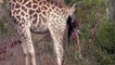 Best of Mother, Giraffe save baby from Hyenas,  Hyenas vs Giraffe,   Aniamals Save, Another Animals