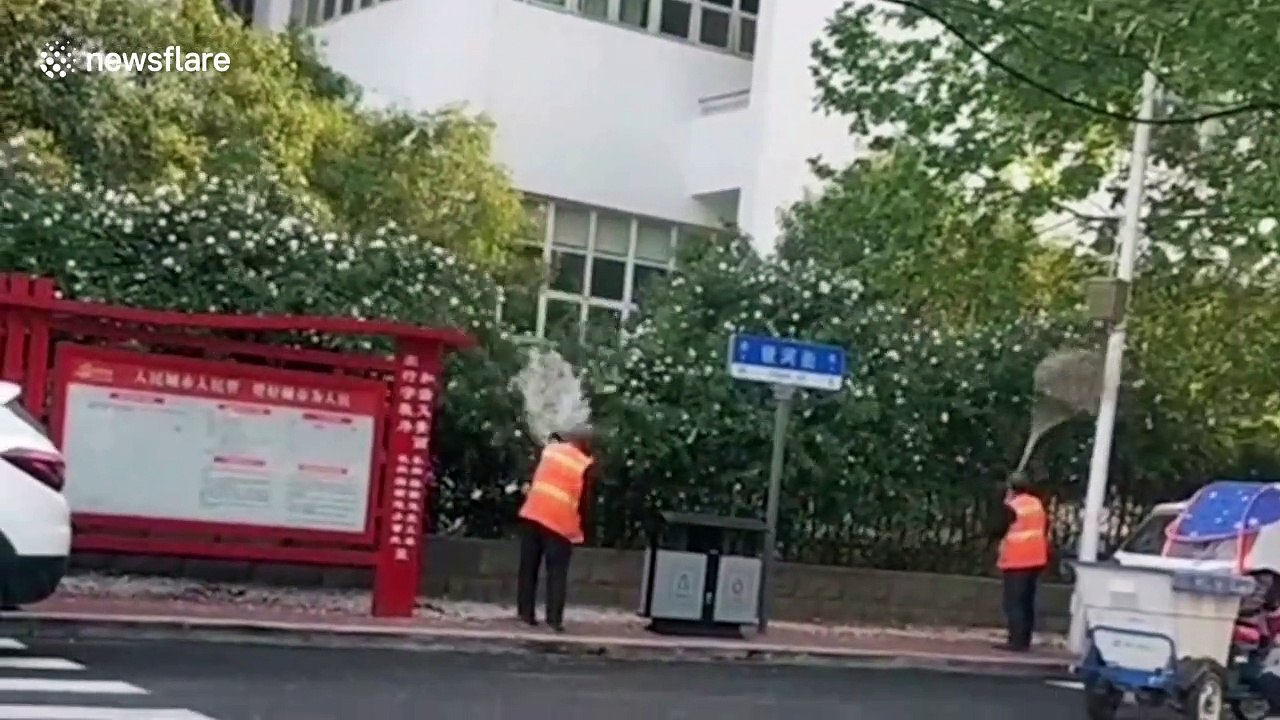 Chinese sanitation workers afraid of being fined use brooms to knock petals down from trees
