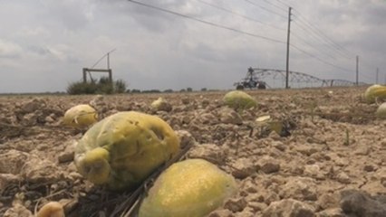La agricultura de Florida bajo el ataque del COVID-19 y el desdén oficial