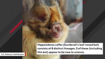 Newly Discovered Bat Species Are Cousins Of Ones Suspected In Coronavirus