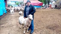 'Türkiyem' kampanyasına koyunlarını bağışladılar