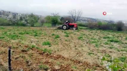 Hisarcık’ta 60 bin kök kaçak ekilmiş haşhaş bitkisi ele geçirildi