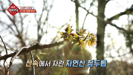 봄나물의 제왕! '참두릅'