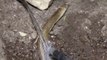 देखिए ऐसी तरकीब से बाहर निकाला कोबरा सांप - Rescue indian cobra snake from Ahmednagar