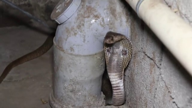 ये नाग तो डस ही लिया होता, बाल-बाल बाच गए - Rescue indian cobra snake from Ahmednagar