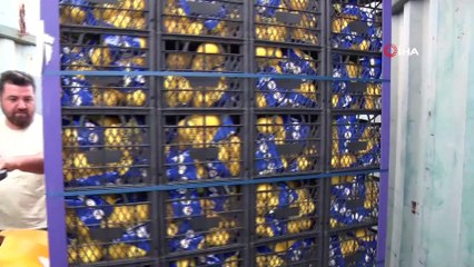 100 ton limon Mersin’den yola çıktı... Mersin'de üreticiden satın alınan limonlar İstanbul'da vatandaşa dağıtılacak