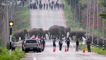 Un troupeau de centaines d'éléphants traverse une route en Thaïlande