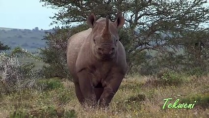 Regardez comment il fait fuir un rhinocéros qui le charge