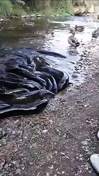 Toutes ces anguilles sortent de l'eau pour manger un bout de pain