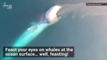 Amazing Drone Footage Captures Blue Whales Surface Feeding