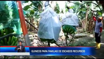 Download Video: Productores bananeros donarán guineos a familias de escasos recursos