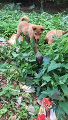 Two Brave Dogs Stare Down a Cobra