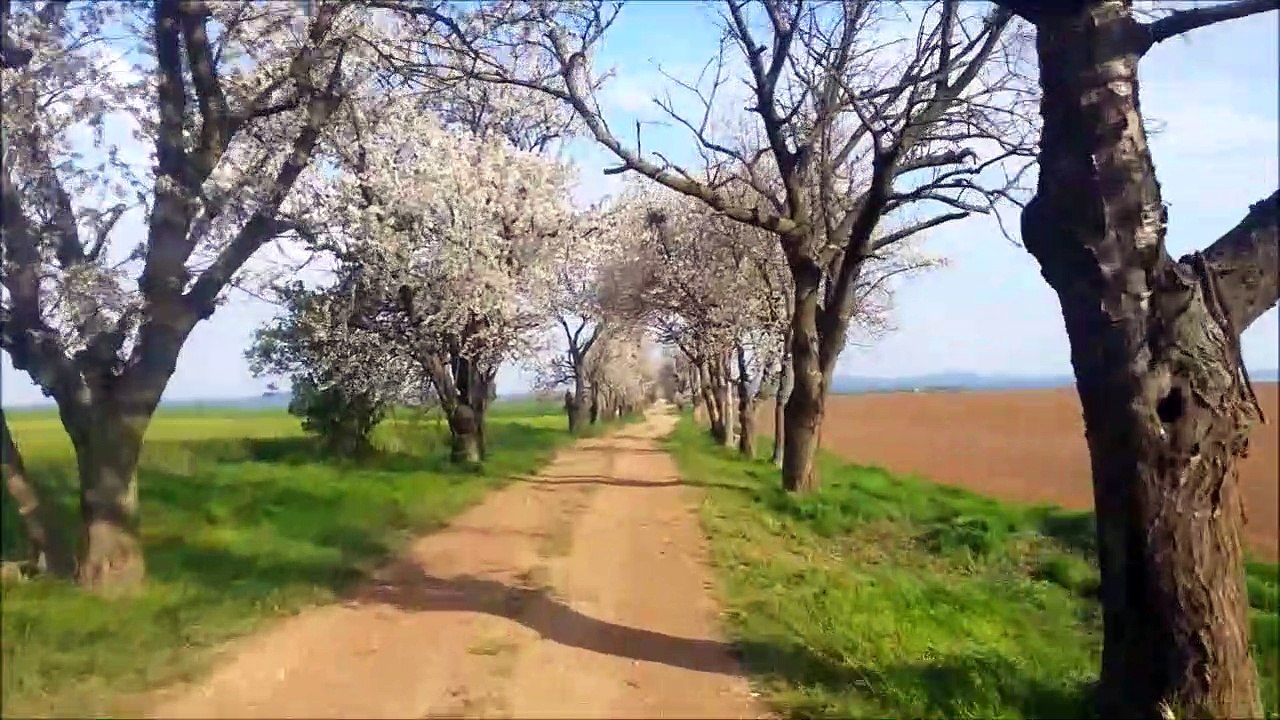 Cherry blossoom