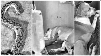 தன் உயிரைக் கொடுத்து 4 உயிர்களைக் காப்பாற்றிய நாய் தாரா