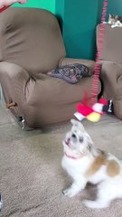 Dog takes girl on walk