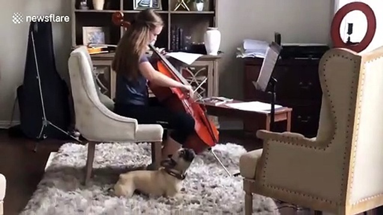 Adorable moment young cellist and French bulldog warm-up together amid coronavirus lockdown