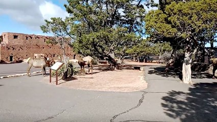The Grand Canyon National Park Without Tourists Is Like A Ghost Town