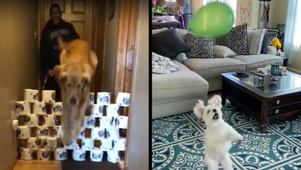 Cute Dogs Love Their At-Home Workouts