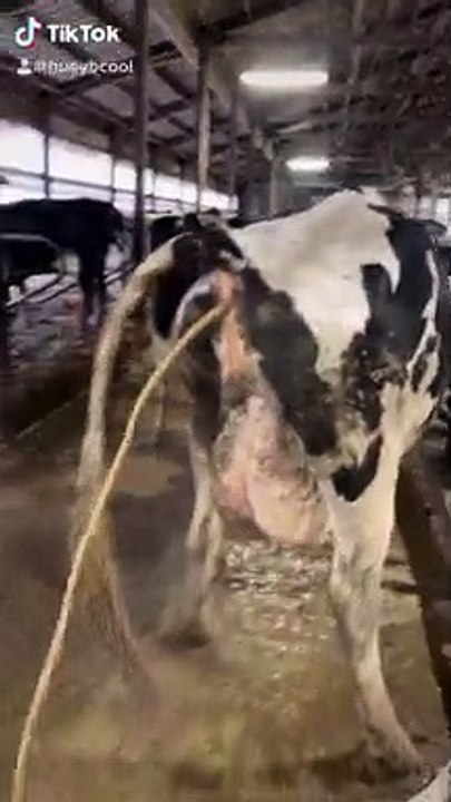 Cow Needs a Little Pepto