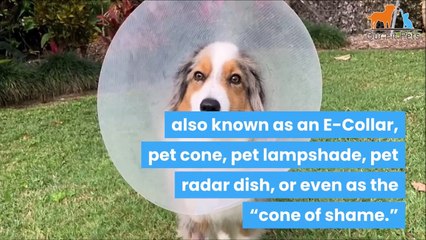 8 Alternatives To The "Cone of Shame" For Dogs