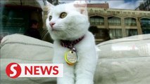 Two pet cats test positive for Covid-19 in New York