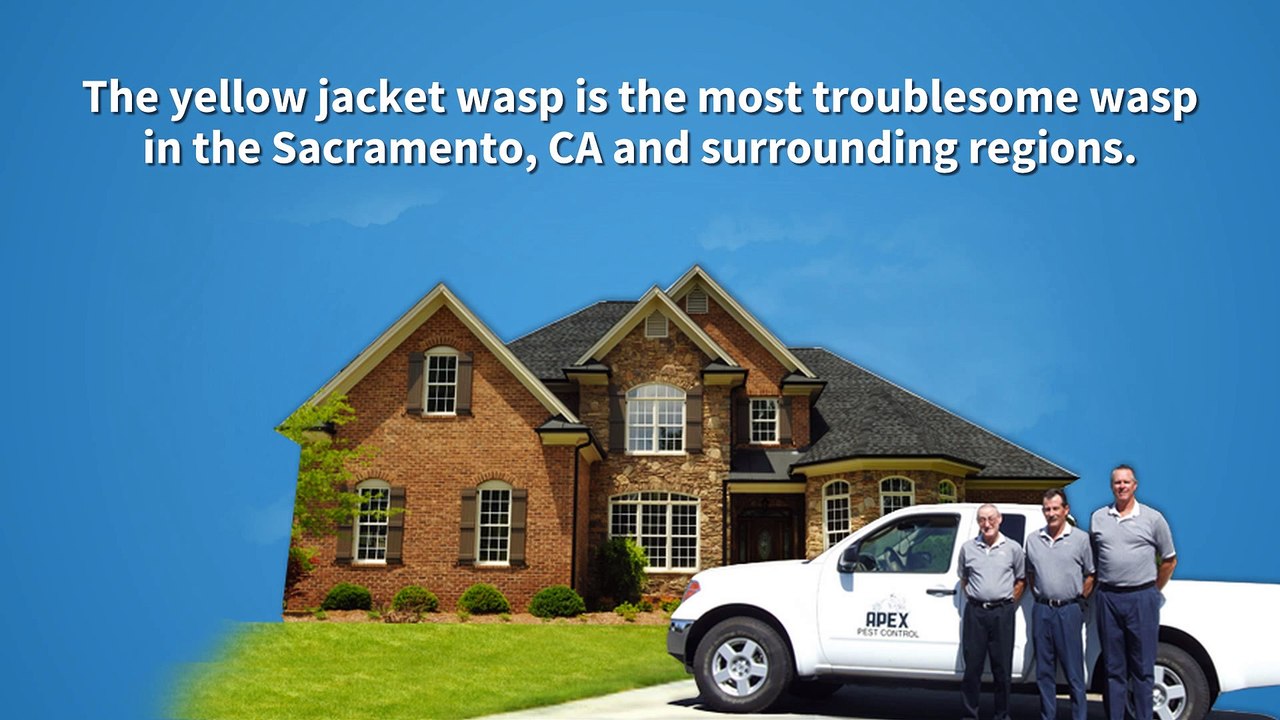 Wasp Pest Control In Sacramento, Ca