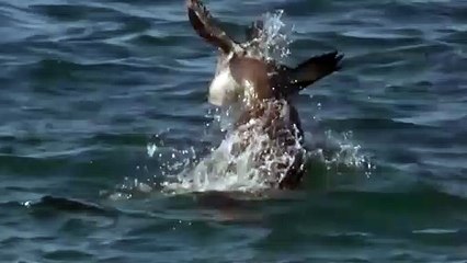 070x5180x1617 {카톡ML81} 진주출장안마☎진주출장안마∩24시환영▨진주출장안마●진주출장안마 진주한국인홈케어마사지 ♥≇≪