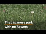 Japanese park cuts 100,000 tulips to avoid people gathering