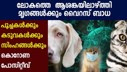 2 cats in New York become first US pets to test positive  | Oneindia Malayalam