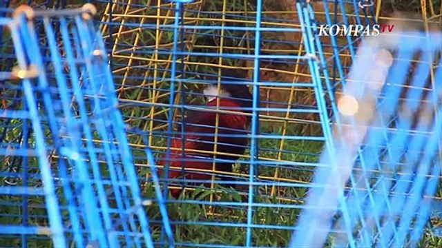 Hobi Ayam Hias Dari Filipina Bisa Raup Untung